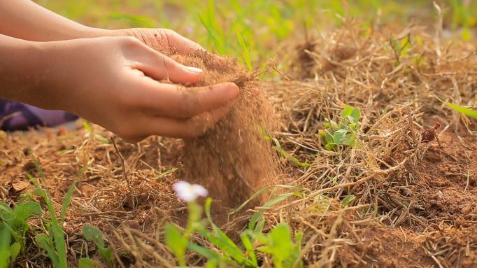 Miniflorestas em escolas públicas para despertar a consciência ambiental