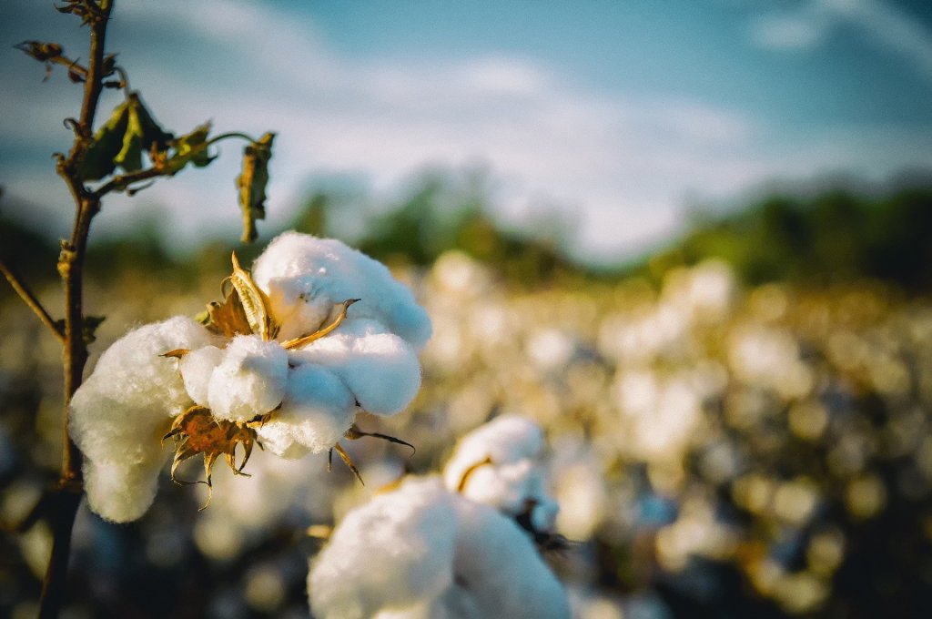 Olam International trabalha com pequenos agricultores na África para produzir algodão de forma mais sustentável